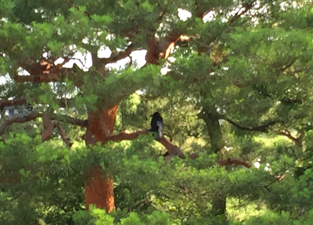 japan, kyoto, kennin-ji